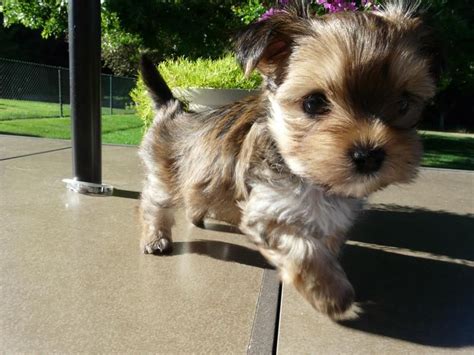 Find a variety of puppies for sale or adoption in Seattle, WA. . Craigslist puppies near me